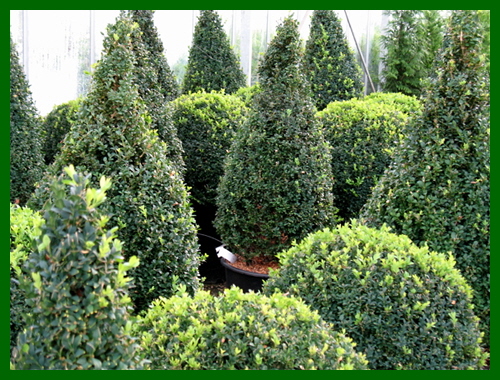 buxus shapes