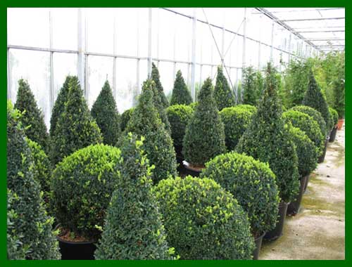 buxus shapes