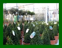 buxus shapes