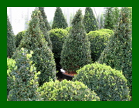 buxus shapes