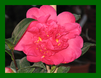 camellia adolphe aud