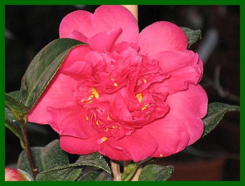 camellia adolphe audusson