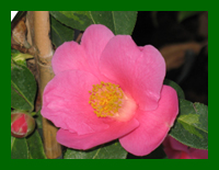 camellia golden spangles