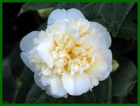 camellia jurys yellow 1