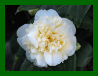 camellia jurys yellow