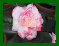 camellia