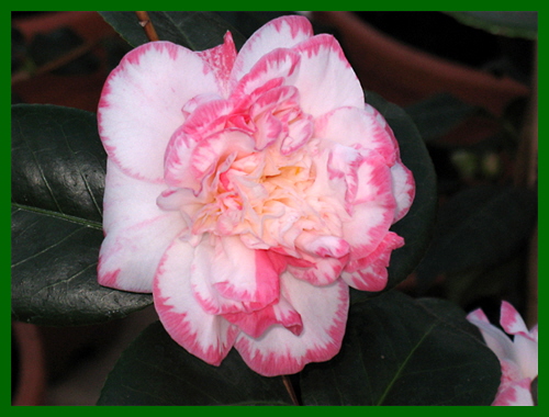 camellia