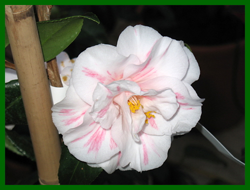camellia margaret davis 1