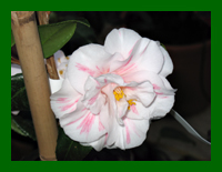 camellia margaret davis