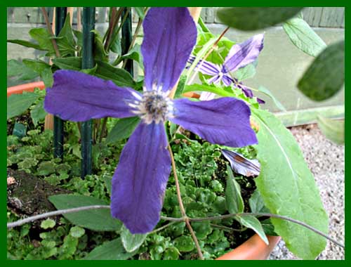 clematis athrodite