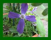 clematis athrodite