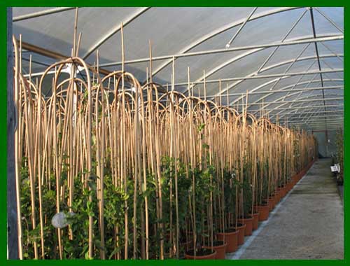 clematis specimen plants