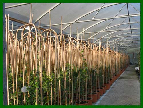 clematis specimen plants