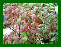 cornus florida daybreak