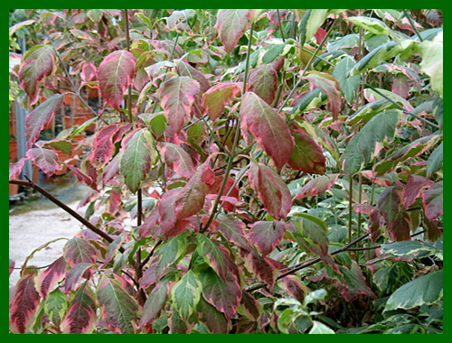 cornus florida daybreak