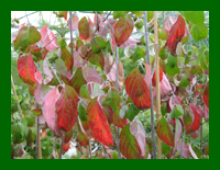 cornus florida rubra