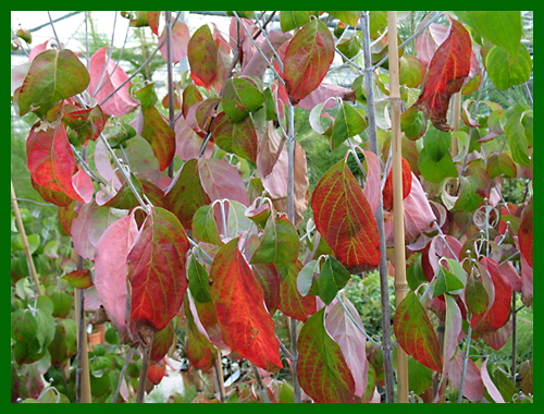 cornus florida rubra