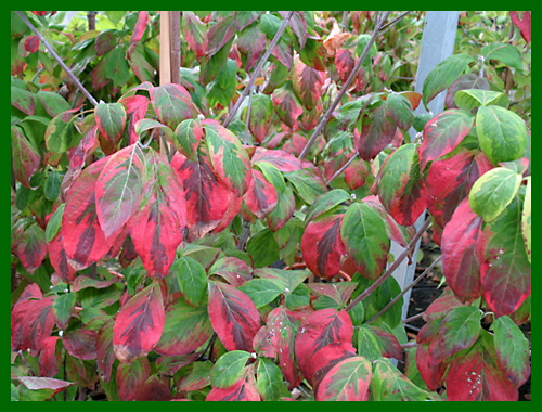 cornus florida sunset