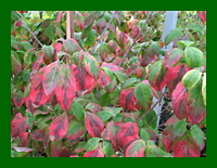 cornus florida sunset