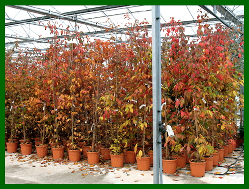 cornus kousa