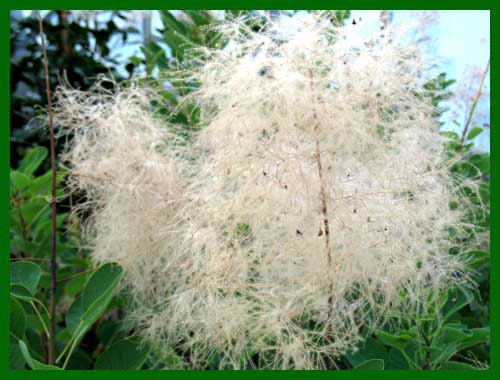 cotinus young lady new