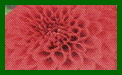 dahlia red fox