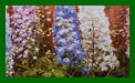 delphinium magic fountains mixed