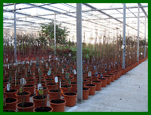 general specimen plants