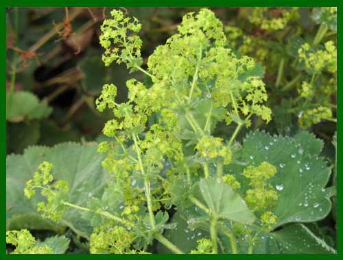 heleborous alchemilla molis