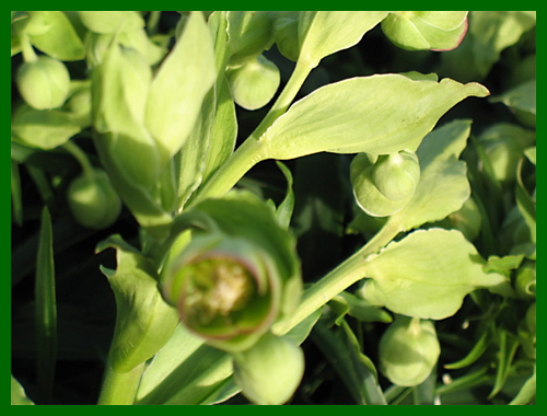 heleborous argutifolius