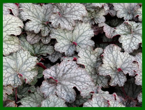 heuchera amethyst mist