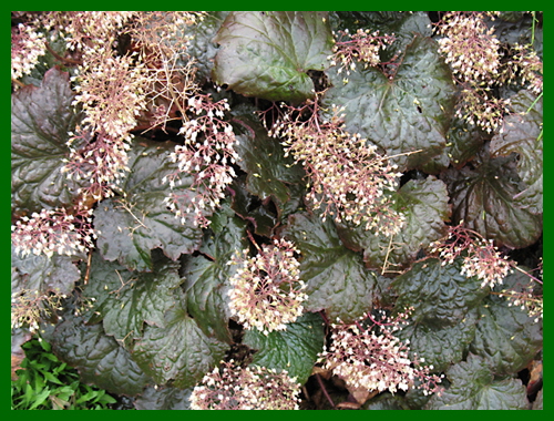 heuchera palace purple