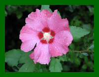 hibiscus woodbridge