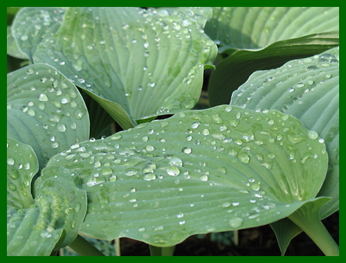 hosta blue angel 1