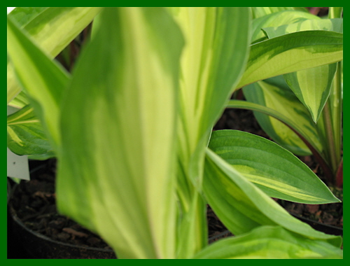 hosta cherry berry 1