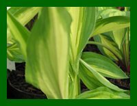 hosta cherry berry