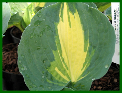 hosta dream queen 1