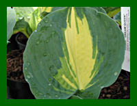 hosta dream queen