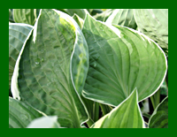 hosta francee