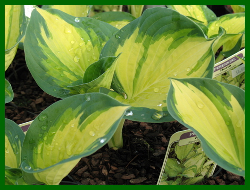 hosta great expectations