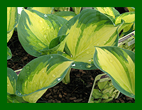 hosta great expectations