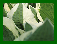 hosta patriot