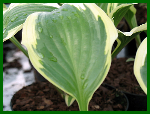 hosta queen josephine 1