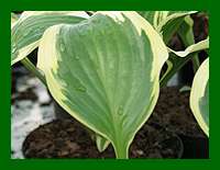 hosta_queen_josephine_web