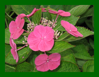 hydrangea teller red