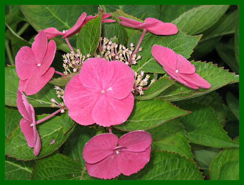 hydrangea teller red 1