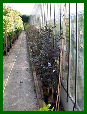 length of the specimen plant house