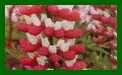 lupinus russell hybird chantelaine