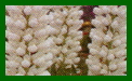 lupinus russell hybird noble maiden