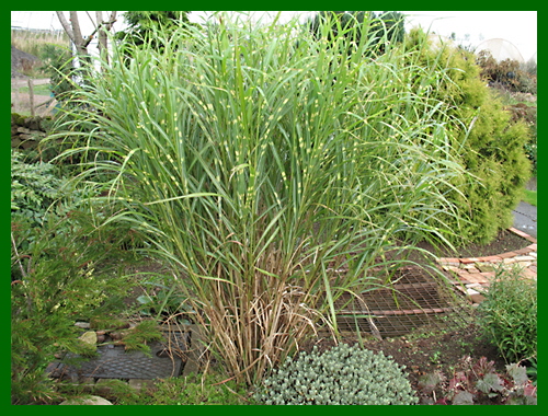 miscanthus zebrianus